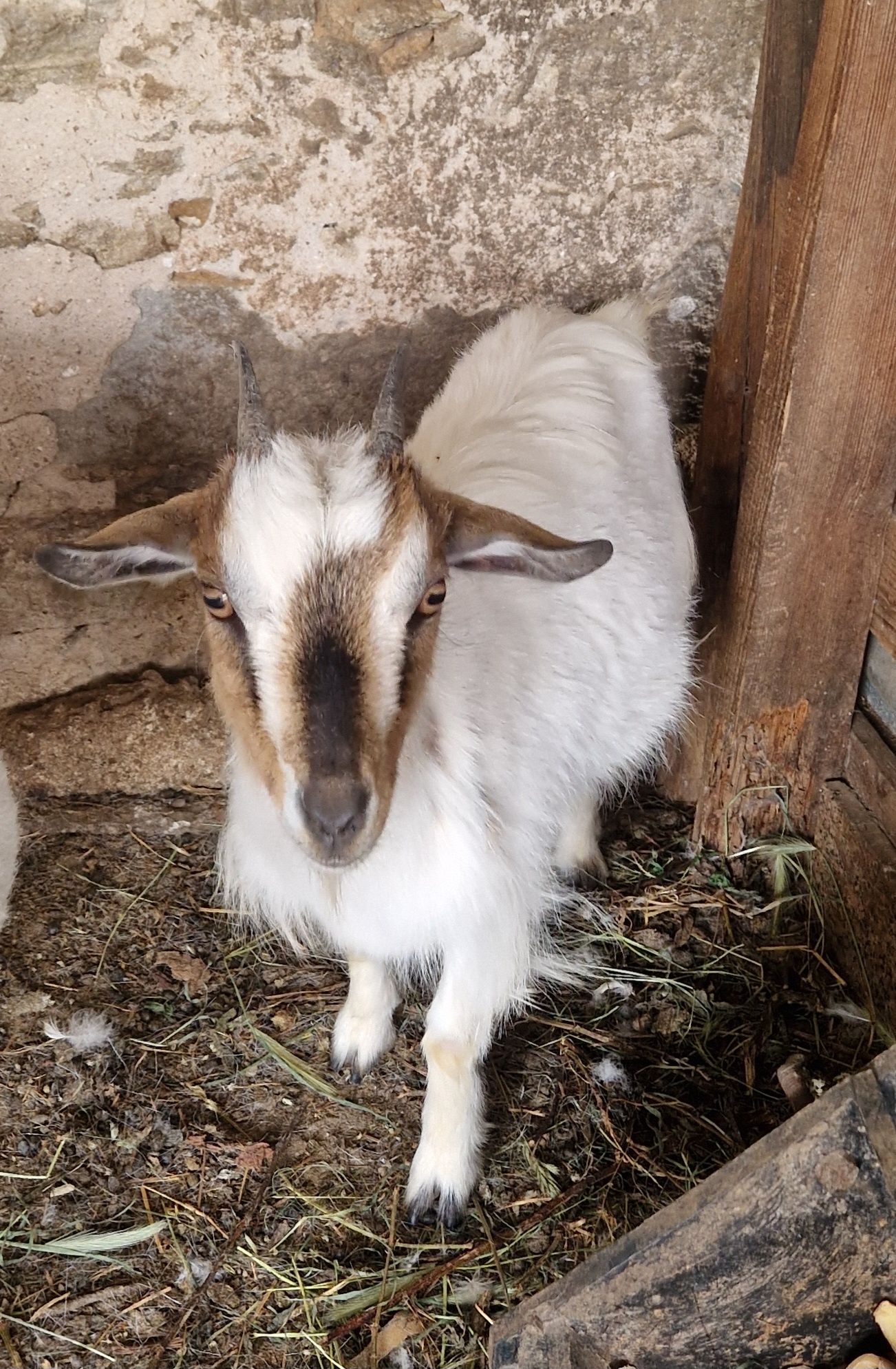 Cabra Ana com 1 ano