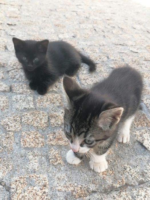 Gatinha pretinha para dar
