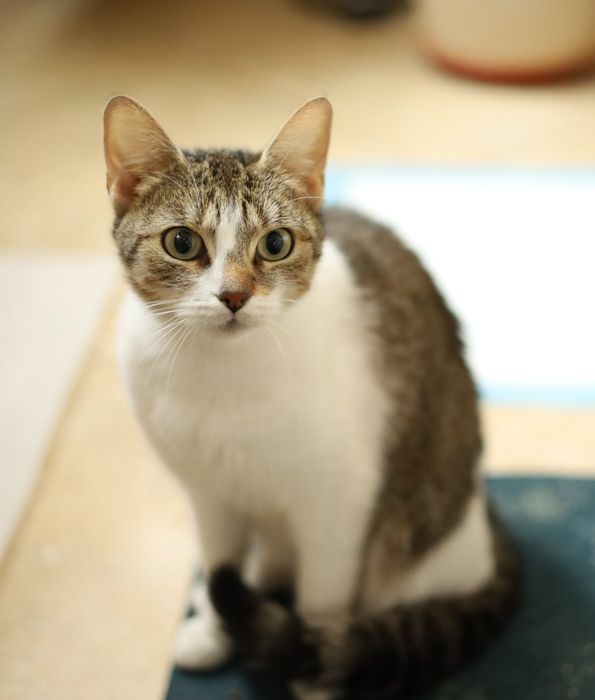 Кошечка  из приюта Вышгород