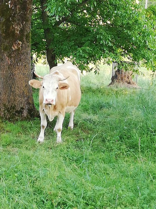 Sprzedam młode krowy