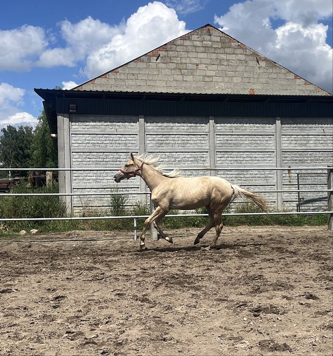 Izabelowata klacz na sprzedaż