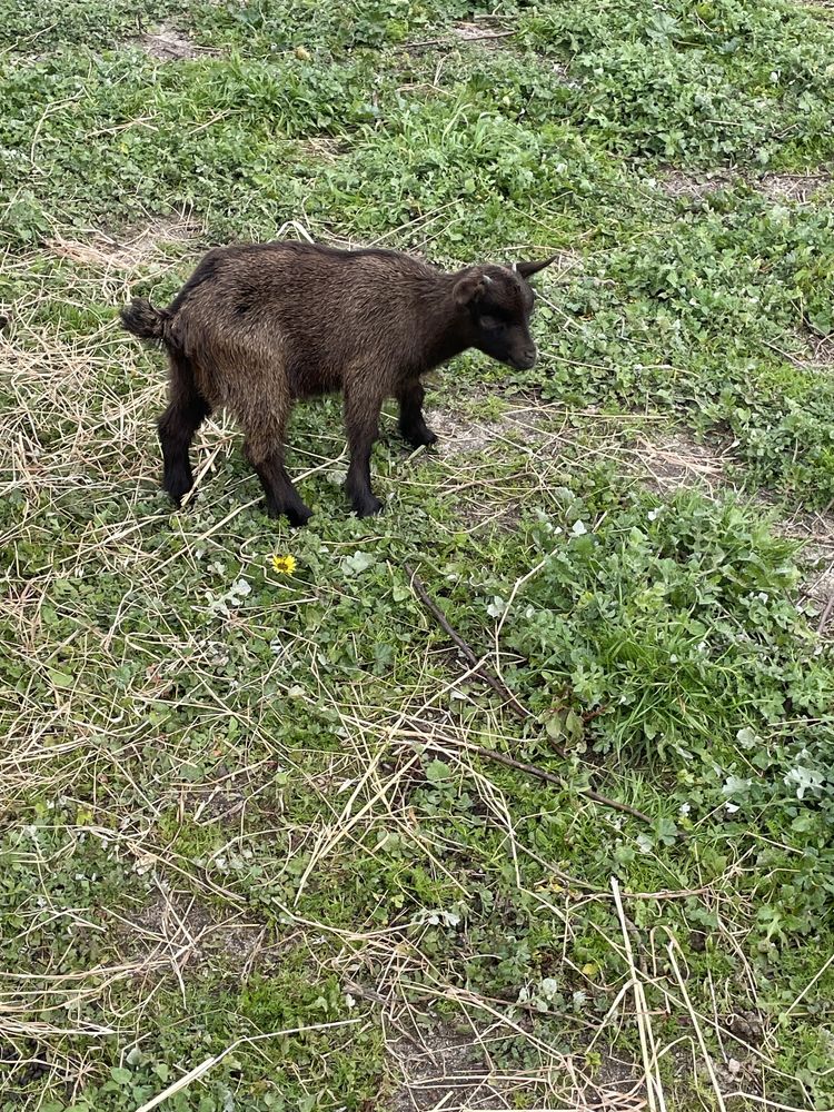 Vendo chiba ana 2 meses