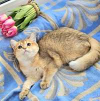Золотая британская шиншилла кошечка кошка котята дівчинка