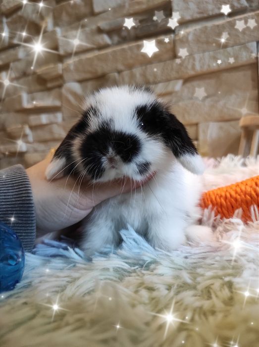 Mini Lop Króliczki Czystej Rasy z WYPRAWKĄ I KSIĄŻECZKĄ ZDROWIA
