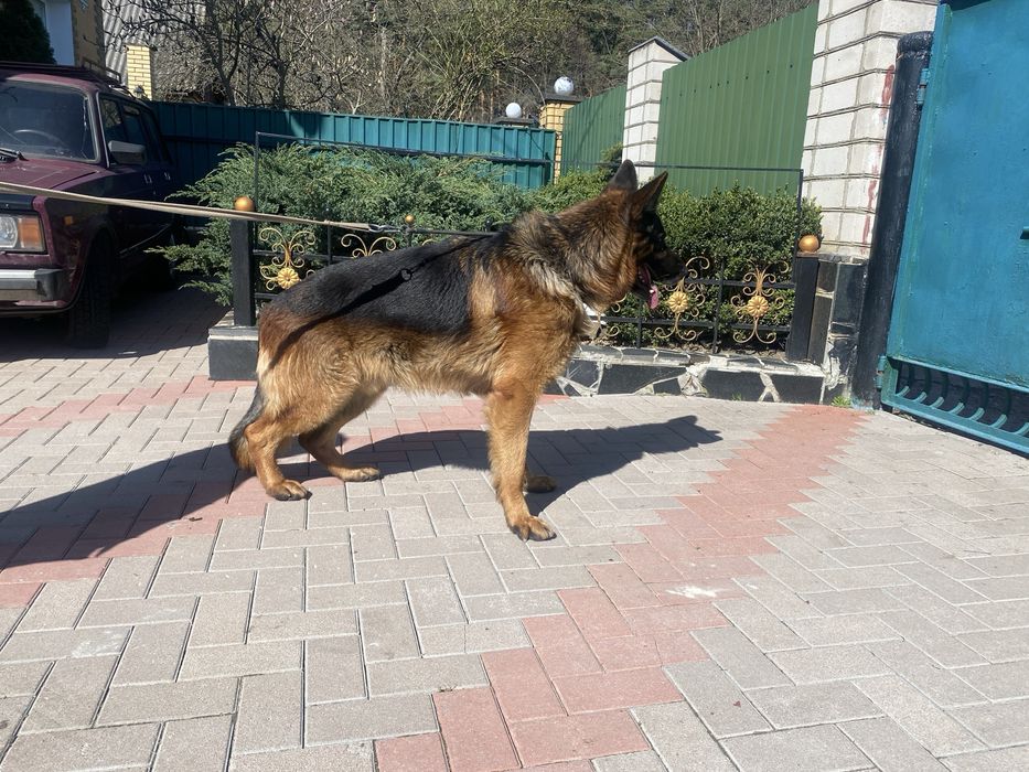 Для Вязок Німецька вівчарка Розвязаний