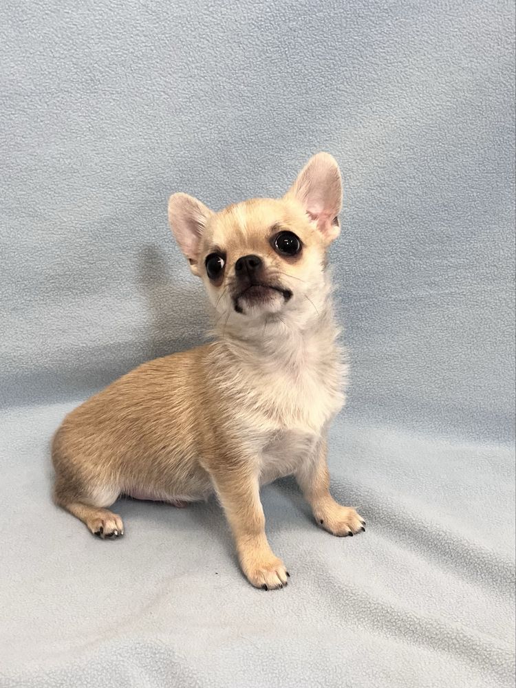 Chihuahua Macho Pequenino