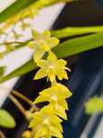 Dendrochilum pangasinanense - Orquídea montada