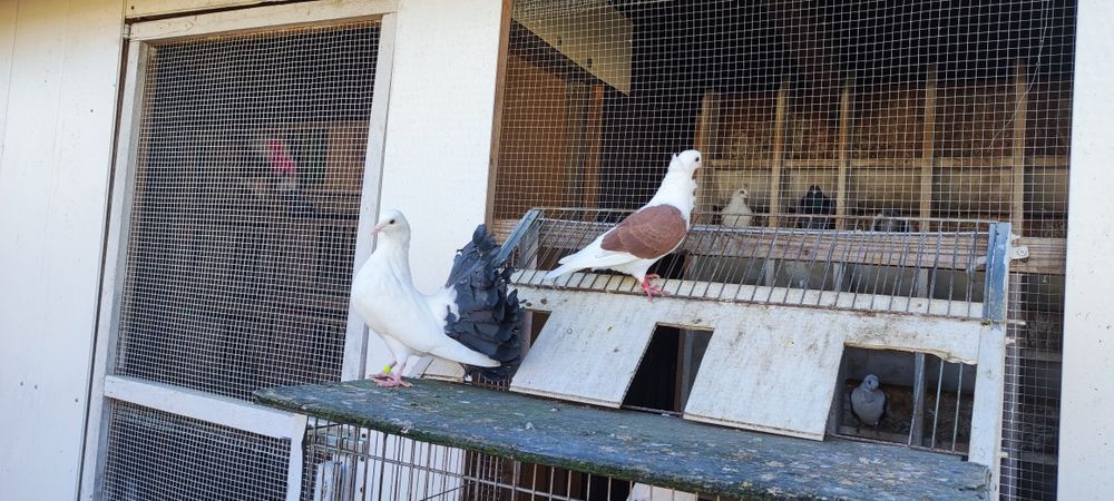 Gołębie Pawiki oraz Mewki