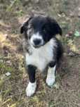 border collie suczka