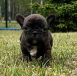 Piesek Buldog francuski