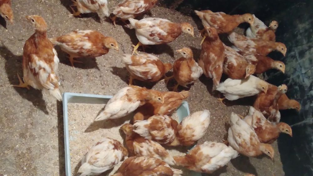 Kury nioski młode 5 tyg. kurki