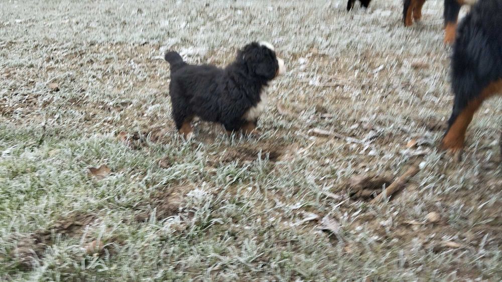 Berneński Pies Pasterski