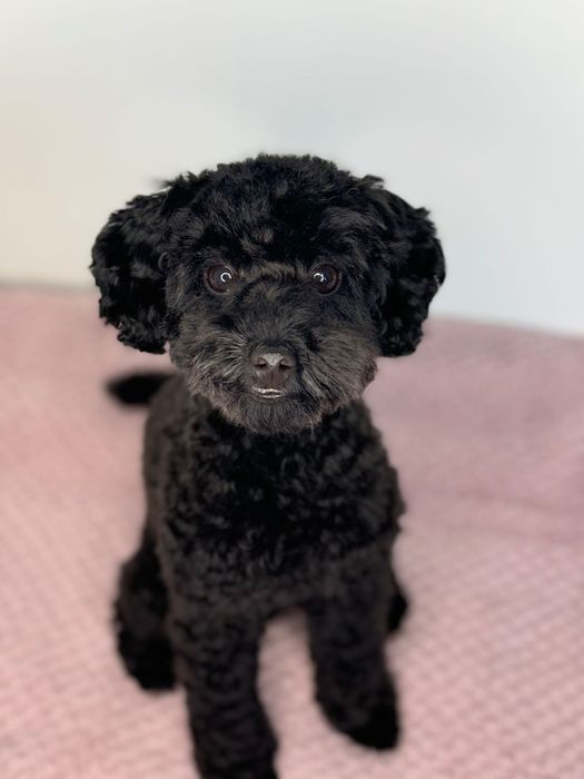 Poszukiwany Groomer