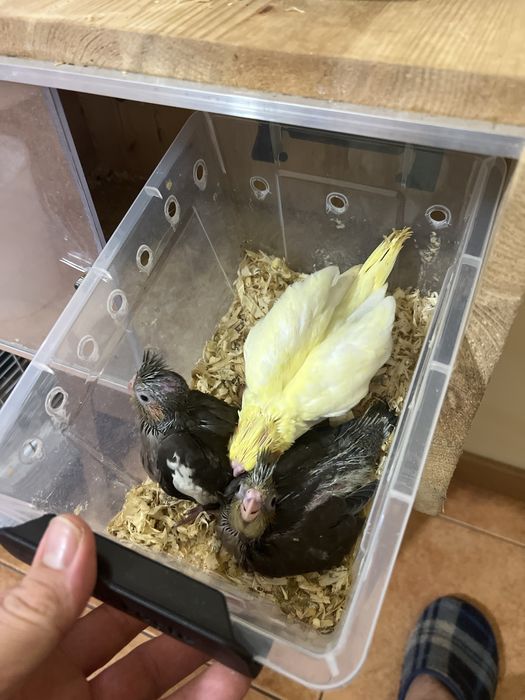 Caturras criadas a mao