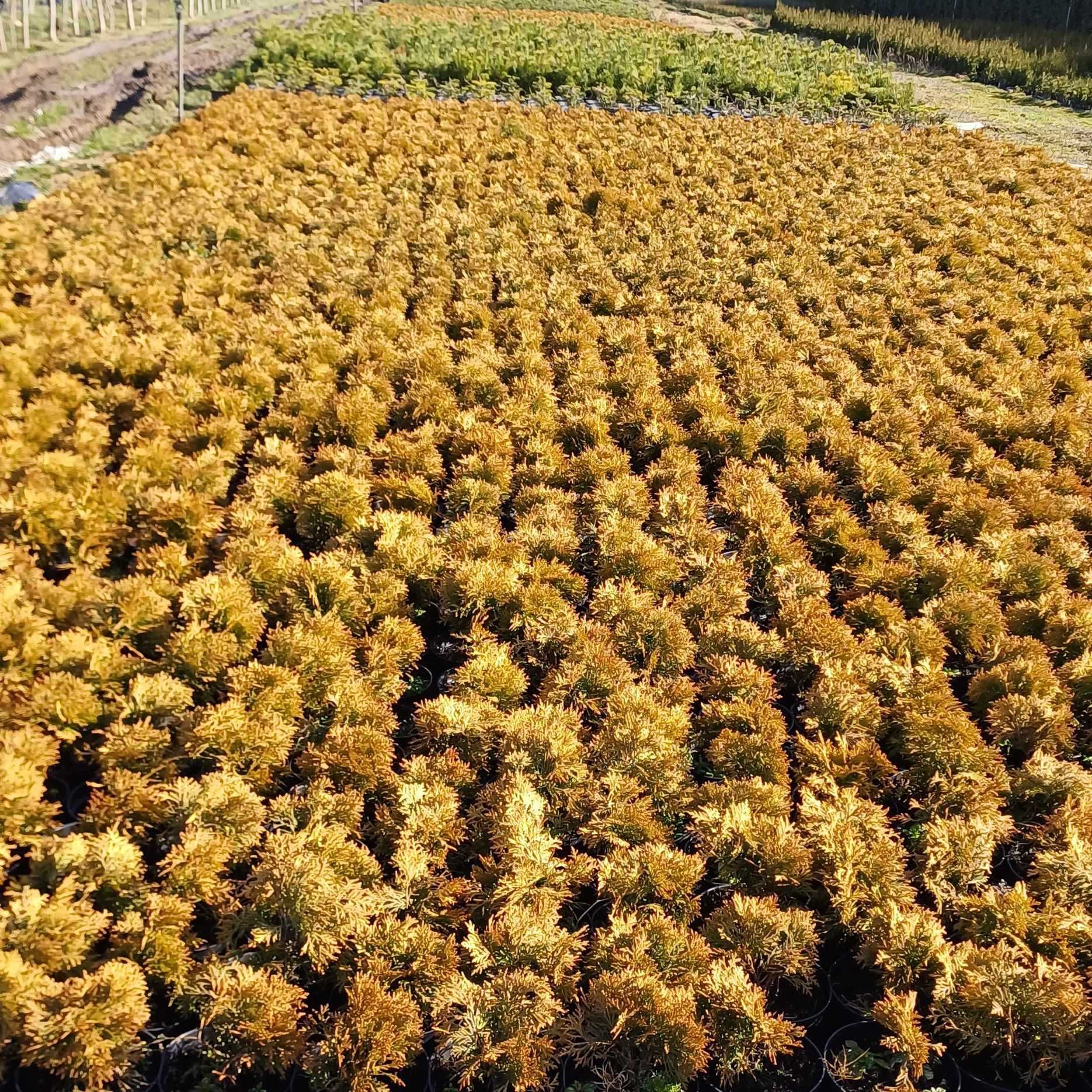 Tuja Mirjam Thuja occidentalis Mirjam