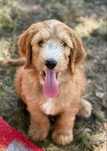 Irishdoodle&Goldendoodle - Badania genetyczne