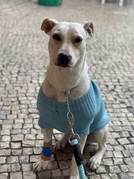 Adoção responsável