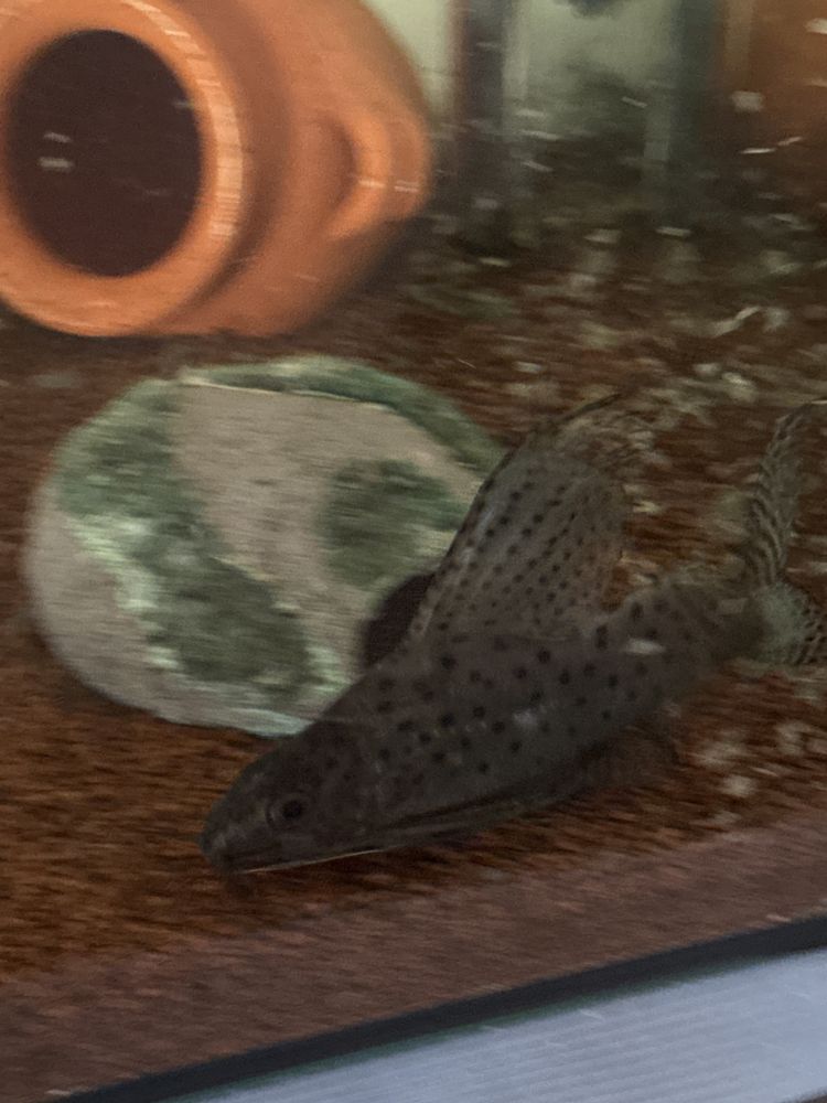 Vendo Synodontis Eupterus