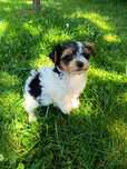Yorkshire Terrier Biewer (Suczka)