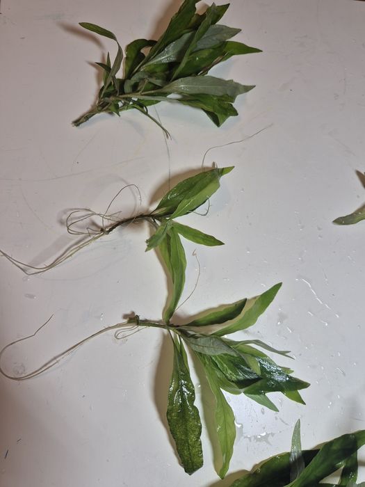 Rośliny akwariowe Hygrophilia Angustifolia