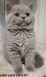 British Shorthair lilac Fêmea