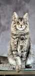 Maine coon kotka