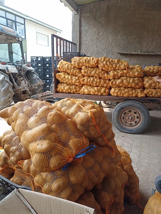 Batata agria . Produção própria