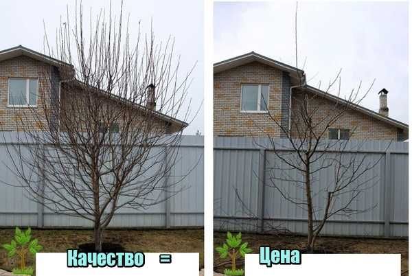 Спил деревьев Обрезка садовых(фруктовых) деревьев от 70грн шт.