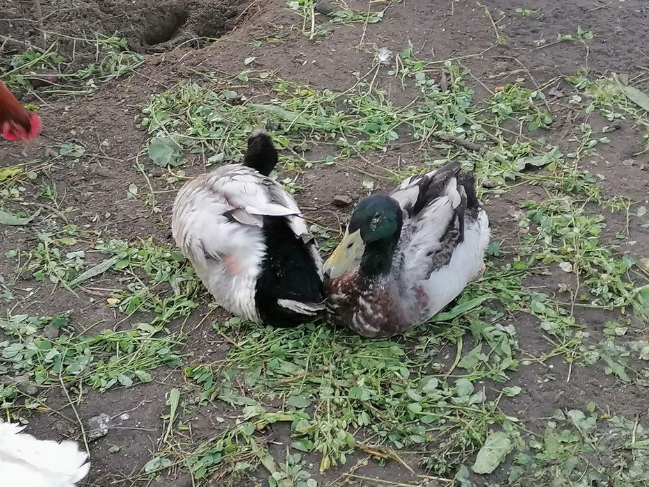 Kaczory biegusy z własnej hodowli