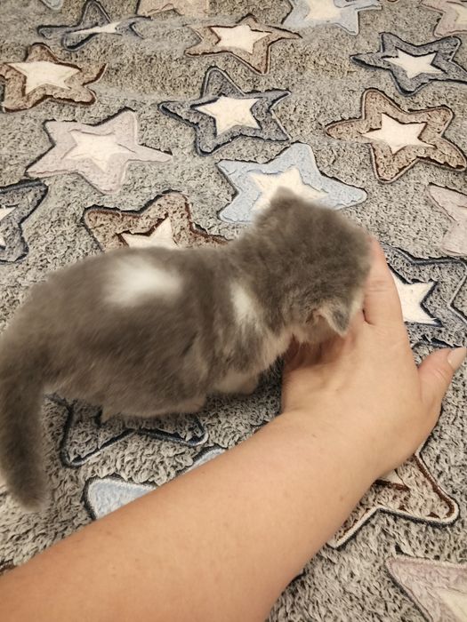 Екзотична короткошерста