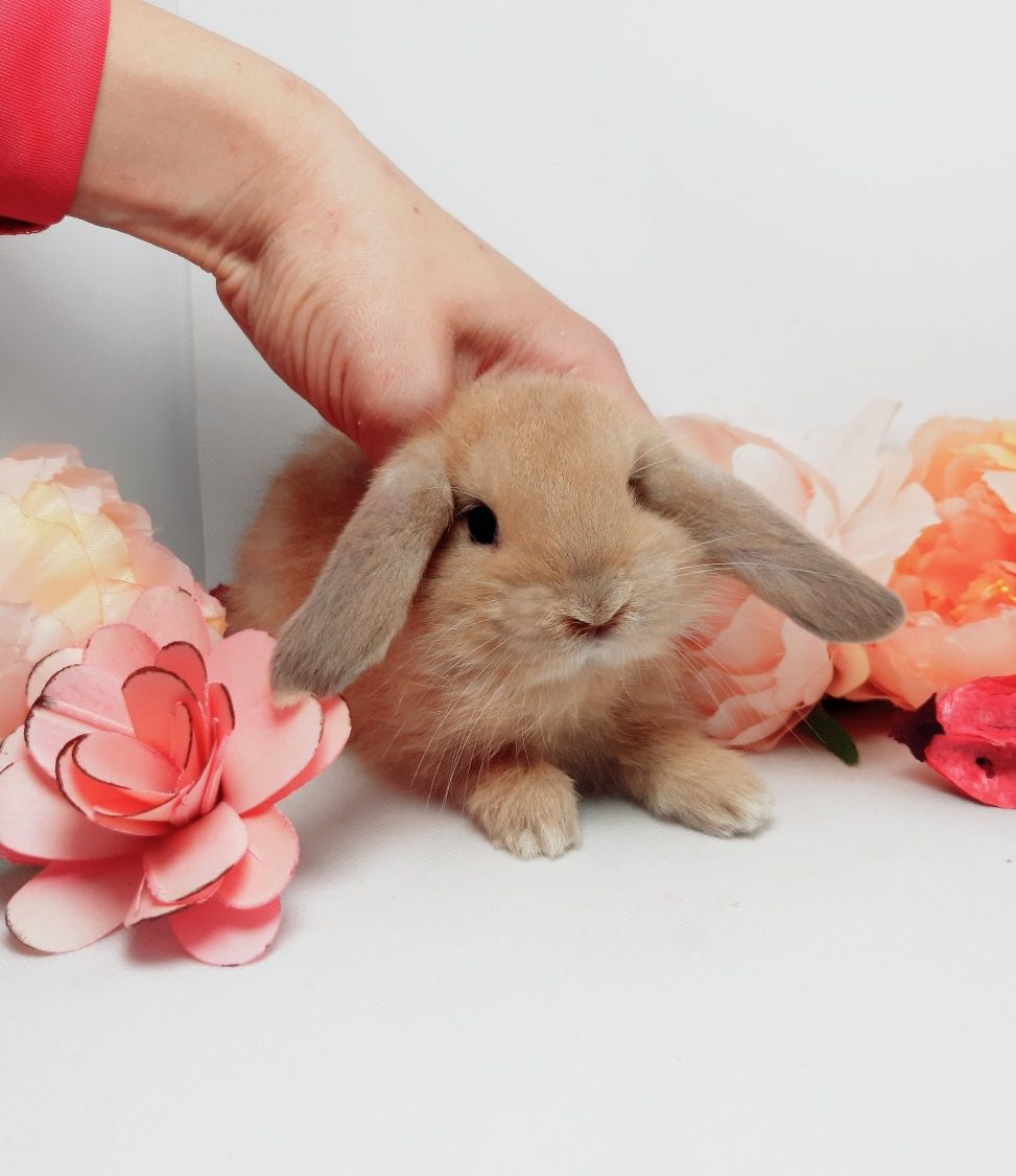 Карликовый мини кролик,міні карликовий баранчик,карликовые,карликовий