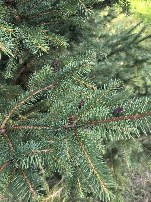Stroisz świerkowy paczki 5 kg