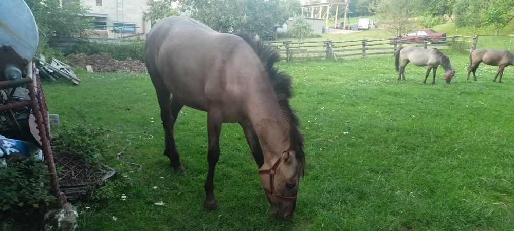Sprzedam klacz konik polski