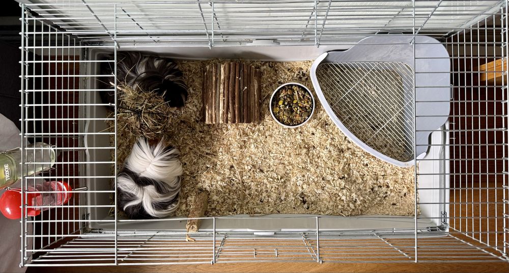 Świnki morskie peruwianki - długowłose. Razem z klatką.