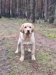 Labrador retriever piesek