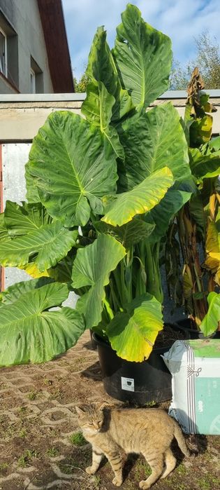 Bananowce basjoo  alokazja makroriza paradisiaca