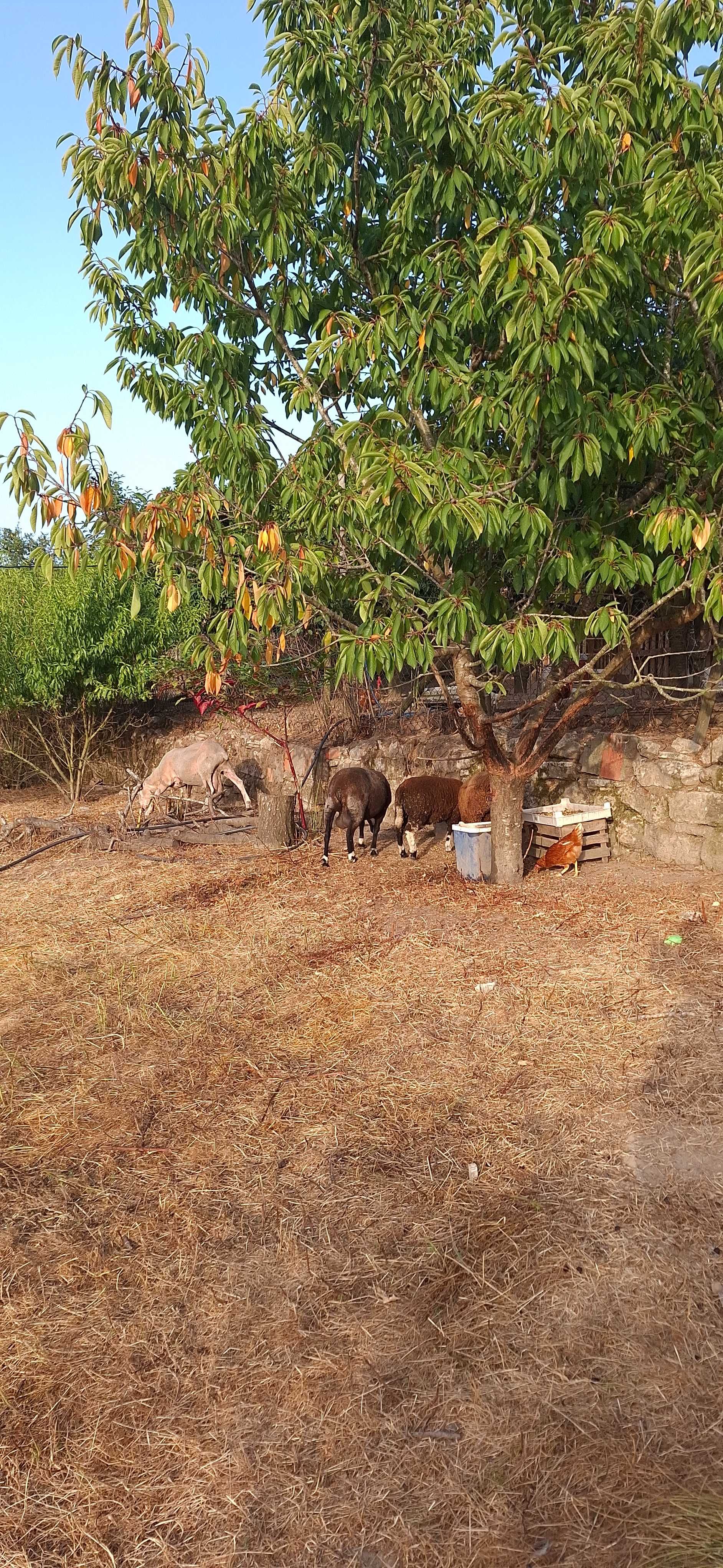 Carneiro e ovelhas