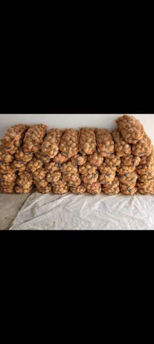 Ziemniaki Soraya Quenn Anne sprzedam