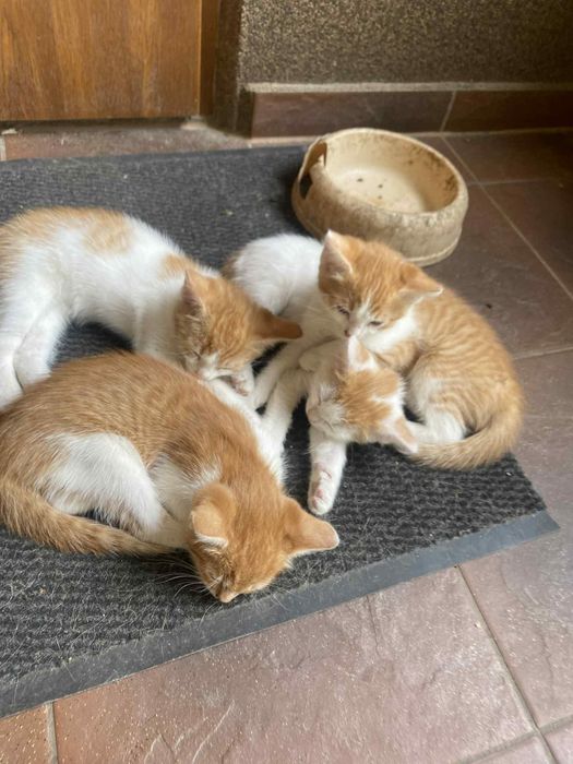 Małe kotki szukają domu