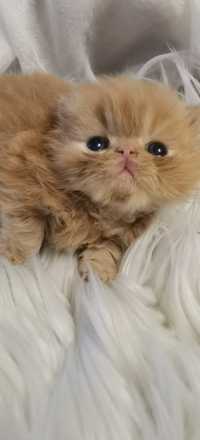 Przepiękna koteczka Perska