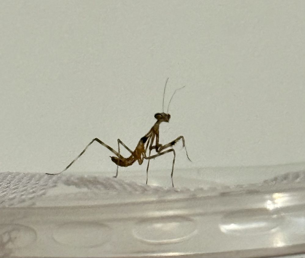 Pseudempusa pinnapavonis L2