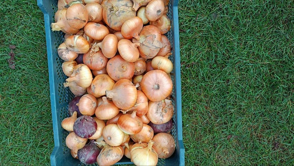 Cebula własnej uprawy