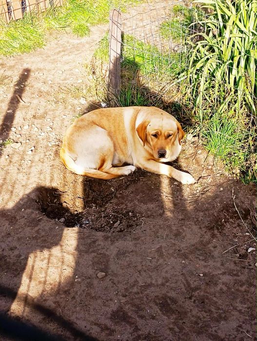 Oddam w dobre ręce labradora