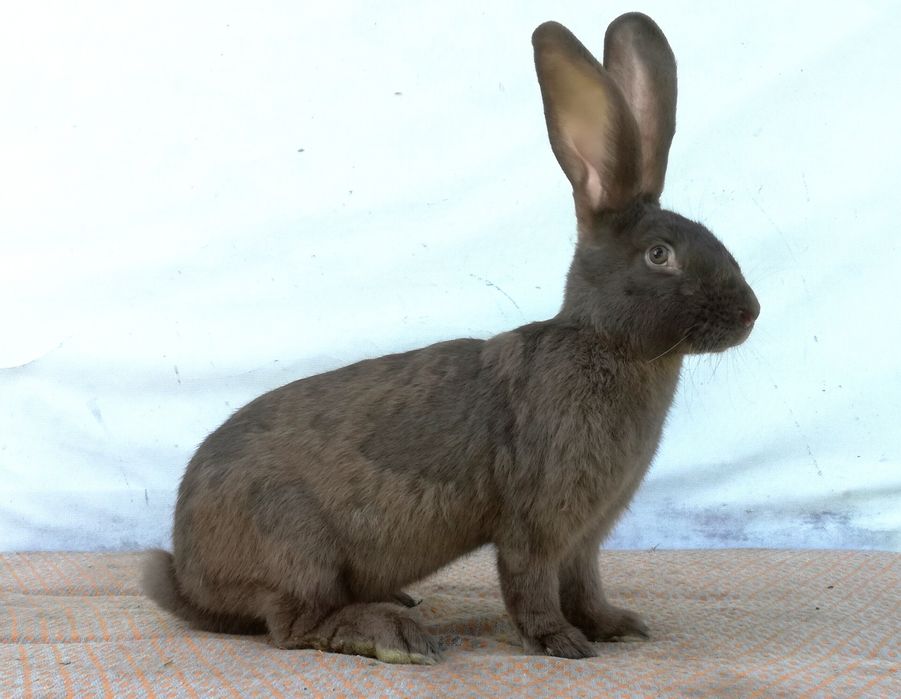 Немецкий строкач гавана