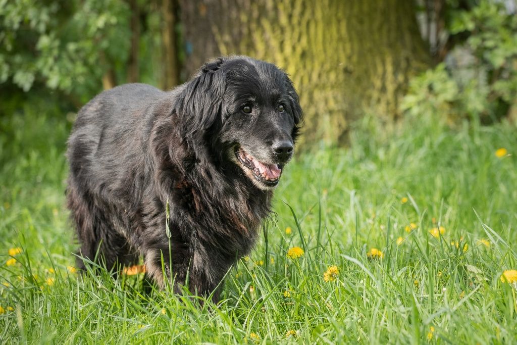 Kaziu do pilnej adopcji mix nowofundlanda z retrieverem !