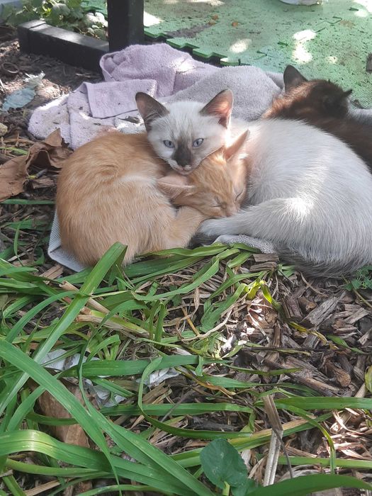 кошеня сіамського окрасу котенок