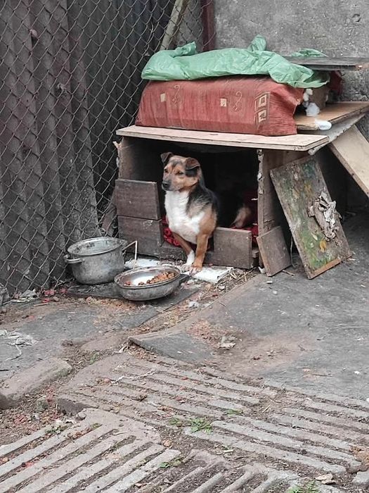 Misiek 11 letni szuka domku