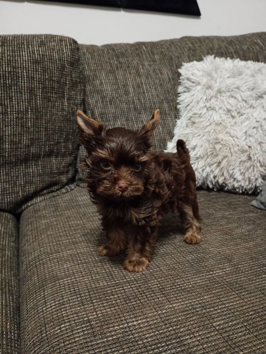 Czekoladowy Yorkshre Terrier chłopiec