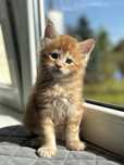 Maine coon - kocurek