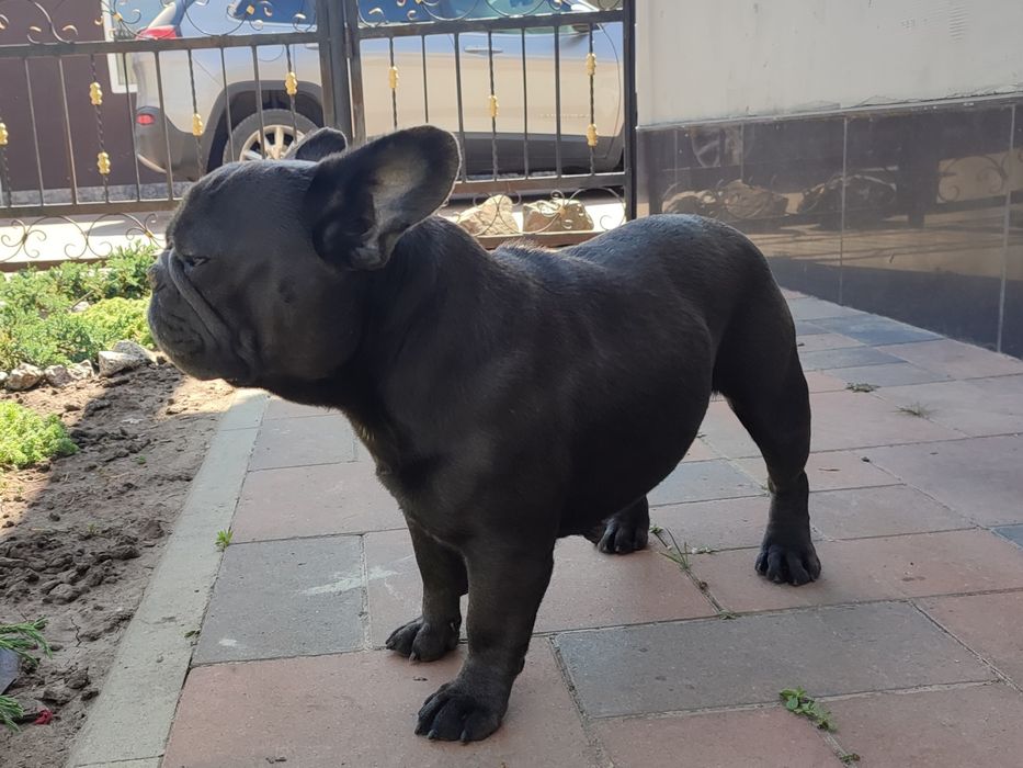 Шикарная девочка голубая мерле